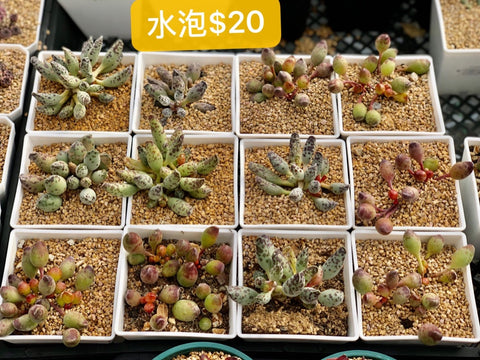 梅花鹿水泡 Adromischus antidorcatum