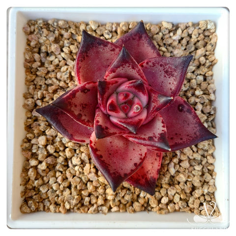 血羅Echeveria agavoides