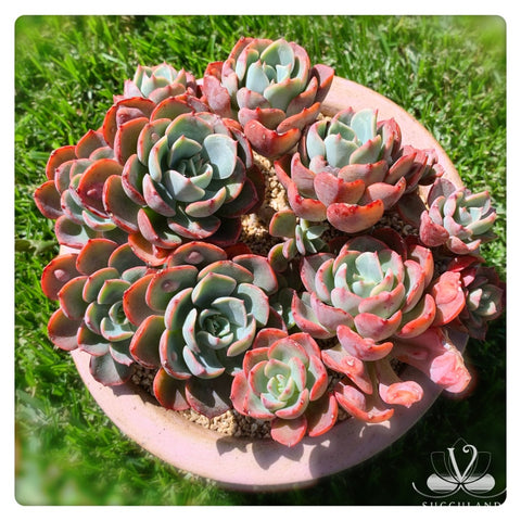 老樁雨滴群Echeveria Rain drops