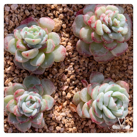 天鵝絨Rare Succulent-Echeveria Red Velvet