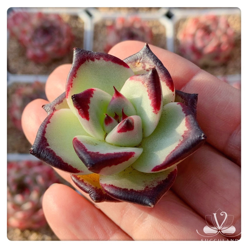 Echeveria agavoides 'Ebony'小烏木  黑檀汁