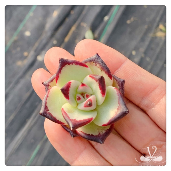 Echeveria agavoides 'Ebony'小烏木  黑檀汁