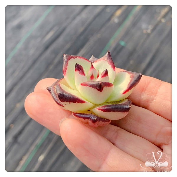 Echeveria agavoides 'Ebony'小烏木  黑檀汁
