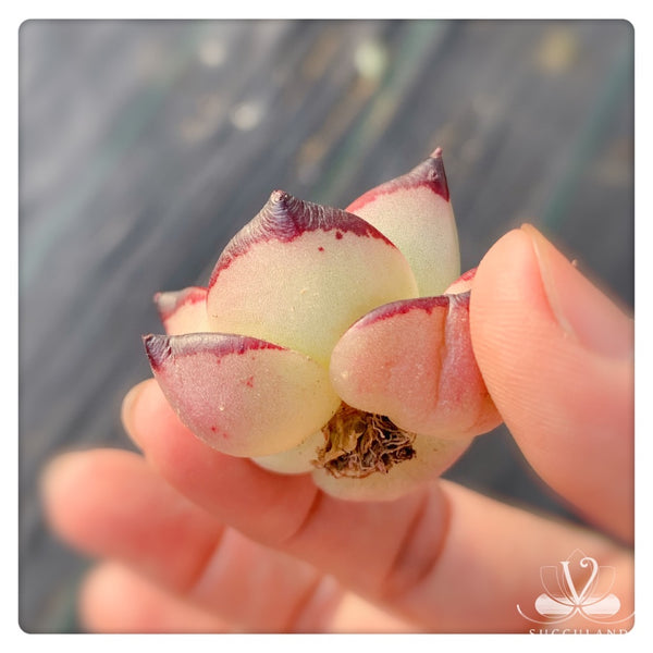 Echeveria agavoides 'Ebony'小烏木  黑檀汁