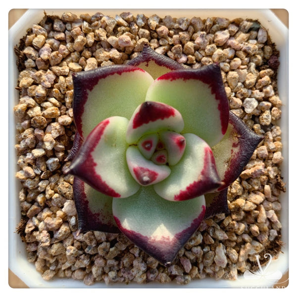 Echeveria agavoides 'Ebony'小烏木  黑檀汁