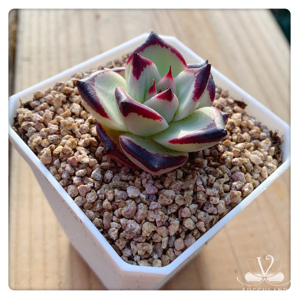 Echeveria agavoides 'Ebony'小烏木  黑檀汁