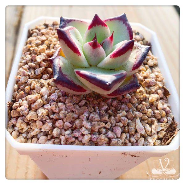 Echeveria agavoides 'Ebony'小烏木  黑檀汁