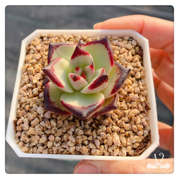 Echeveria agavoides 'Ebony'小烏木  黑檀汁