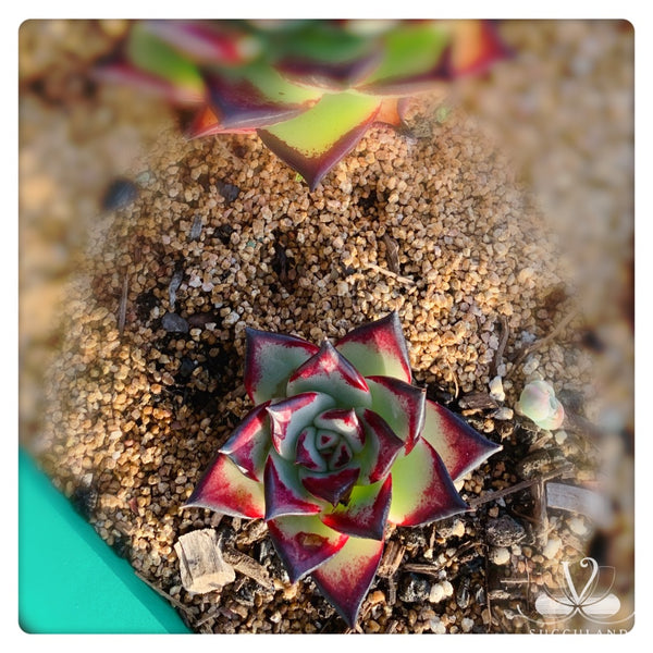 Echeveria agavoides 'Ebony'小烏木  黑檀汁