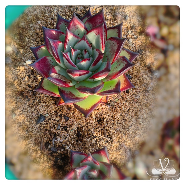 Echeveria agavoides 'Ebony'小烏木  黑檀汁
