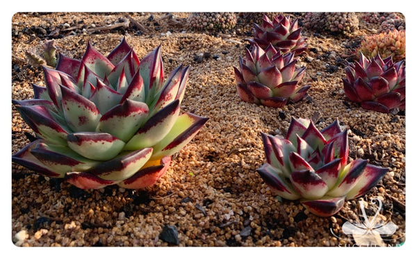 Echeveria agavoides 'Ebony'小烏木  黑檀汁