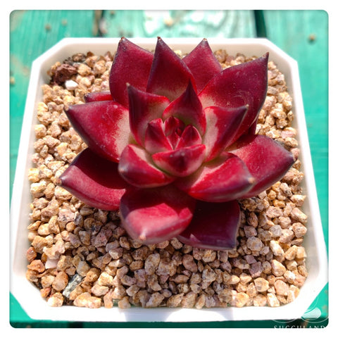 罗宾Echeveria agavoides v Romeo Rubin