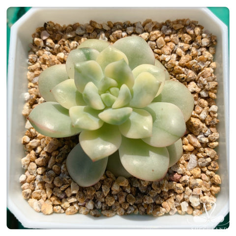 探戈錦Echeveria 'Tango'