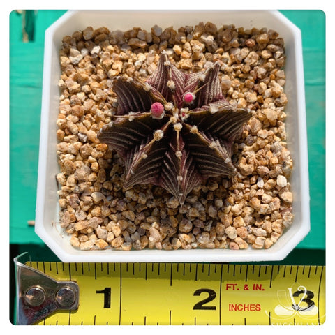 绯牡丹Gymnocalycium mihanovichii var. friedrichii f.