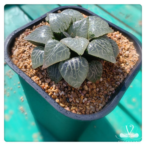 水晶101 Haworthia