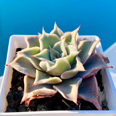 餃子皮Echeveria madiba / pink lips