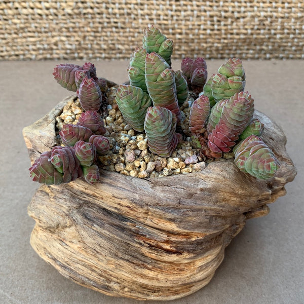 絨塔 Crassula columnella