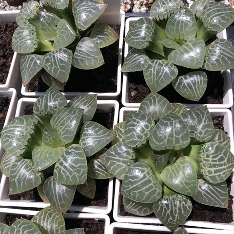 水晶康平壽Haworthia emelyae var.comptoniana