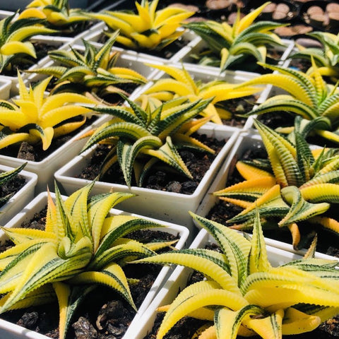 琉璃殿錦 Haworthia limifolia